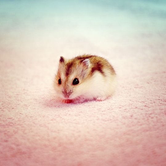 Hamster