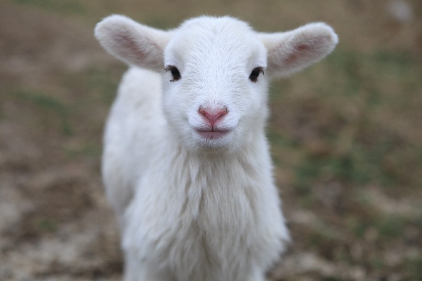 Lamb