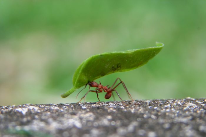 Leafcutter Ant