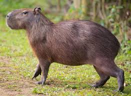 Capybaras