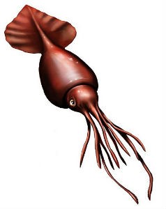 Colossal Squid