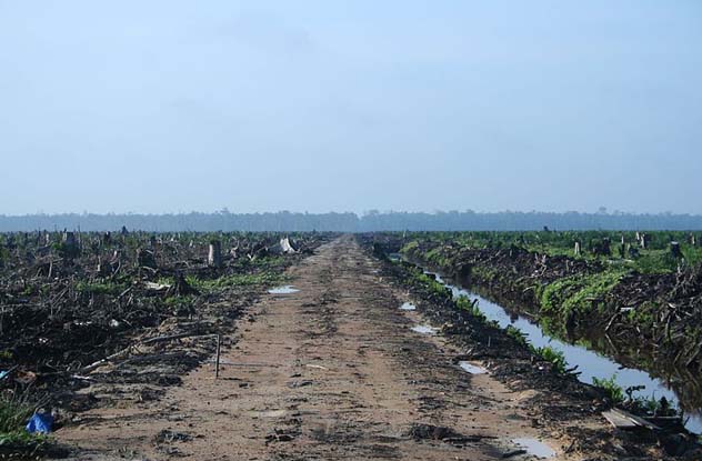 Palm Oil Crisis