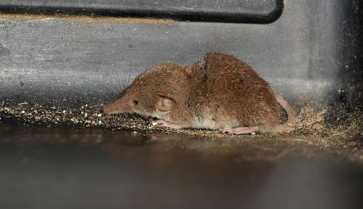 Etruscan shrew