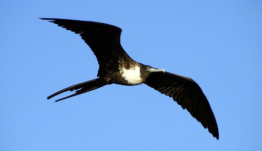 Frigate Bird