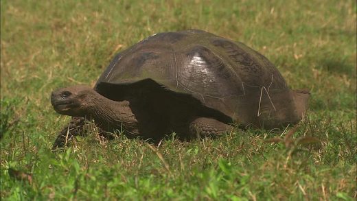 Galapagos Tortoise