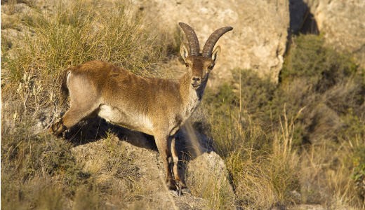 Pyrenean Ibex