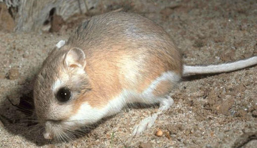 Kangaroo Rat