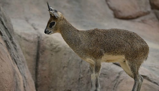 Klipspringer