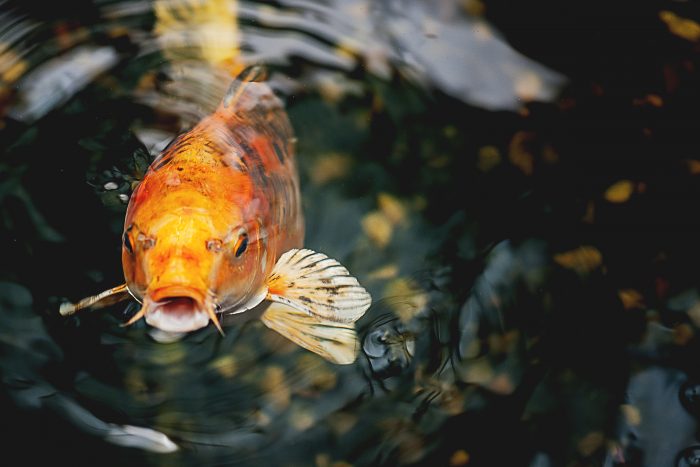 Koi Fish