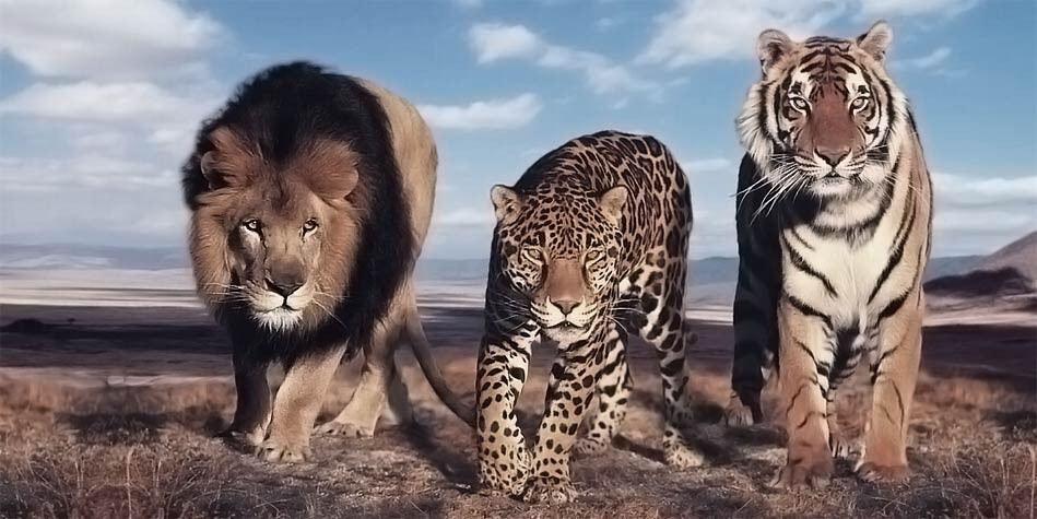 Big Cats