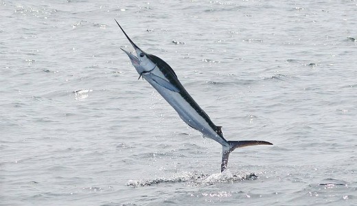 Marlin