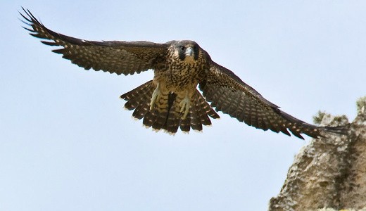 Peregrine Falcon