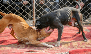 Dogs fight
