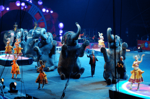 Elephants in circus