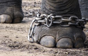 elephant in chains
