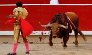 Bull fight
