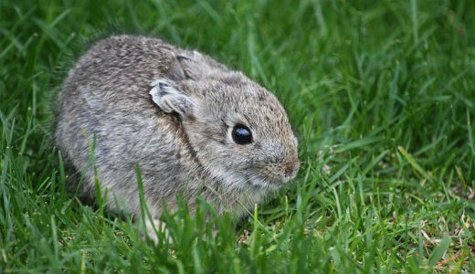 Pygmy Rabbit