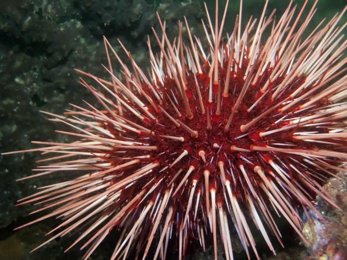 Red sea urchin