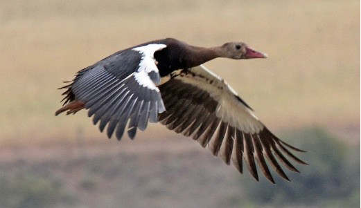 Spur-Winged Goose