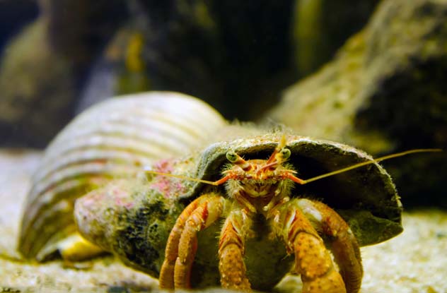 Acidification of oceans