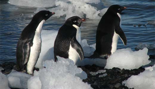 Adelie penguin