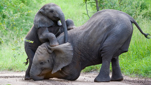 Elephant