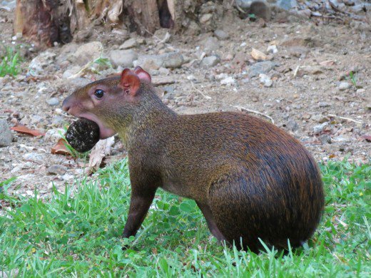 Agouti