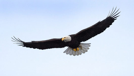 Eagle