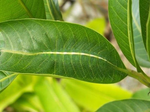 Baron Caterpillar