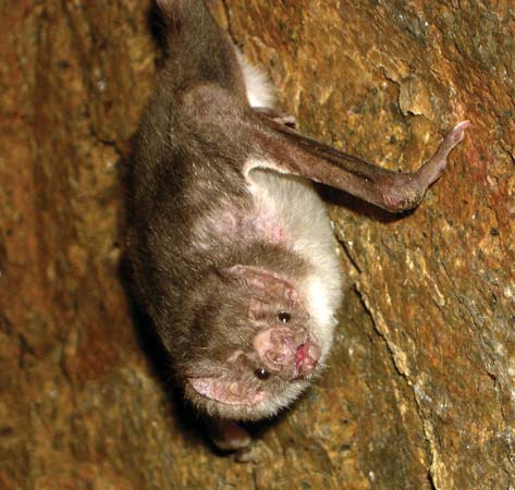 Vampire Bats