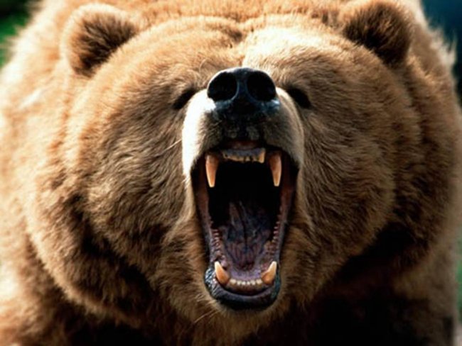 bear attacks