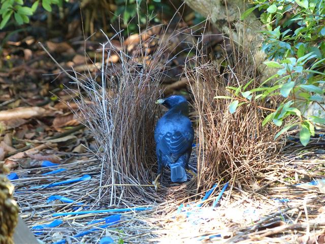 Bowerbirds
