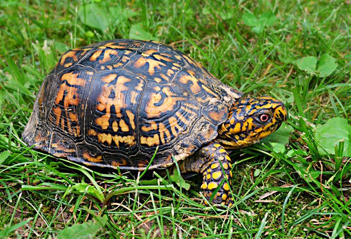Box Turtles
