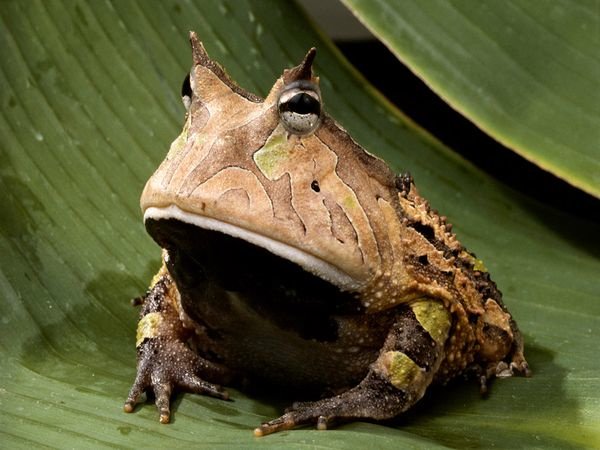 Brazilian Horned Frog