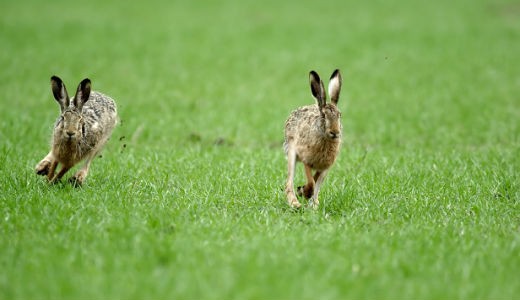 Brown Hare