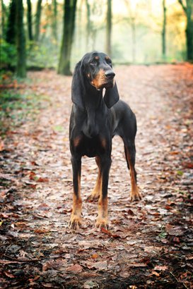 Black & Tan Coonhound