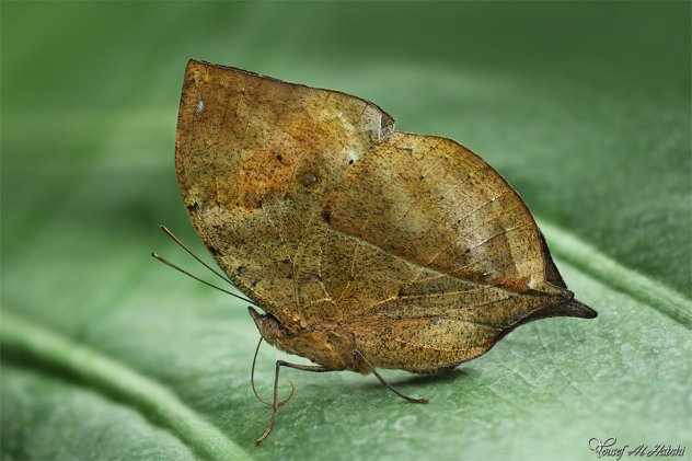Dead Leaf Butterfly