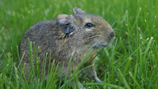 Degu
