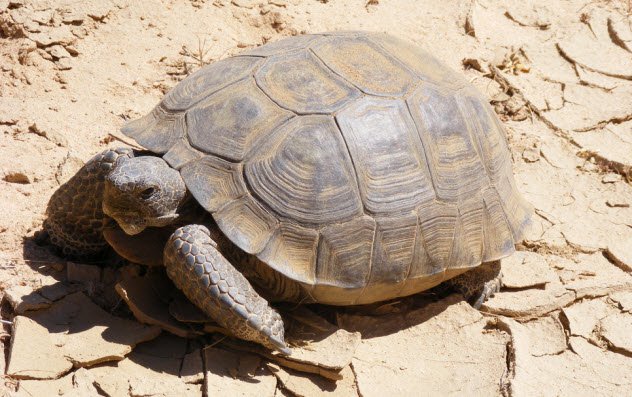 Desert Tortoise