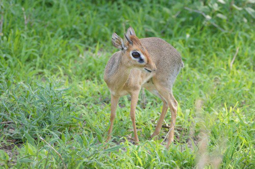 Dik Dik