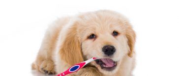 Keeping your Pet's Teeth Clean
