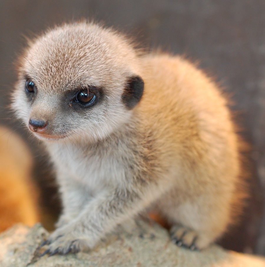 Meerkat