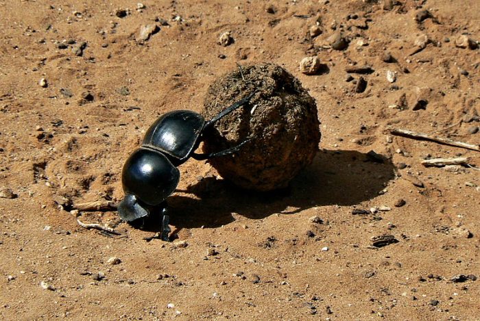 Dung Beetle