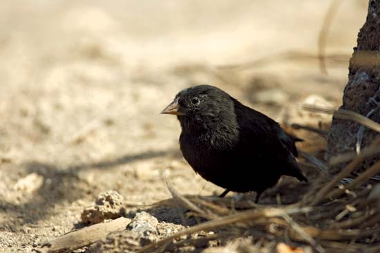 Vampire Finch