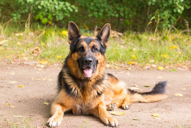 German shepherd