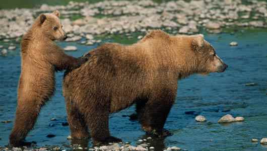 Grizzly Bear