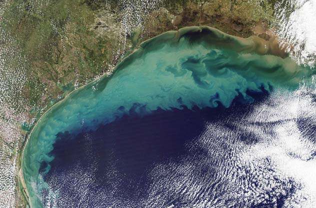 Gulf Pork Spill