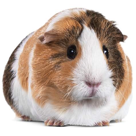 Guinea Pigs