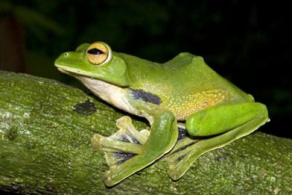 Helen’s Flying Frog