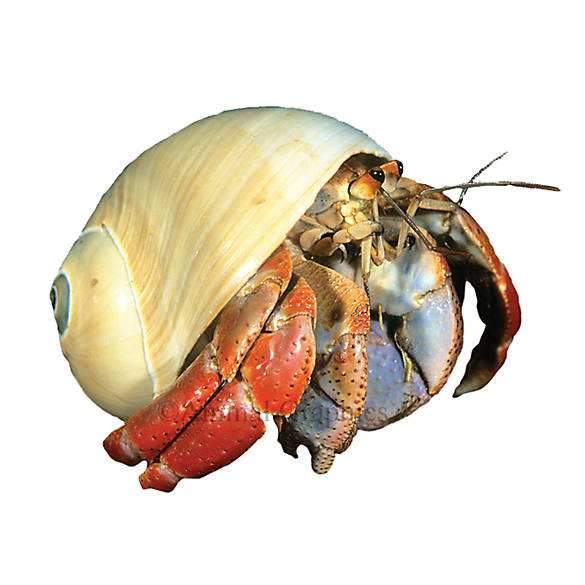 Hermit Crab
